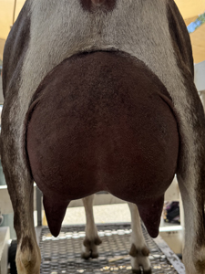 capri rear 2 may best
