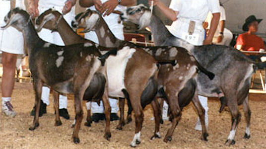1991 Nubian Dairy Herd