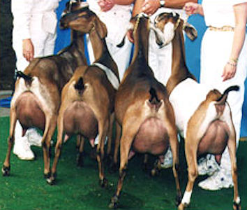 1997 Nubian Dairy Herd