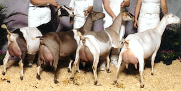 2004 LaMancha Dairy Herd