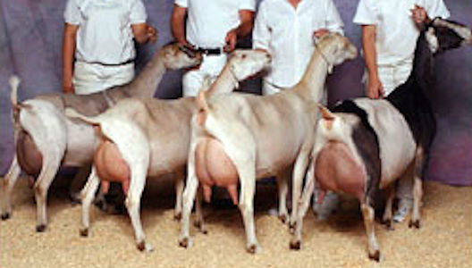 2005 LaMancha Dairy Herd